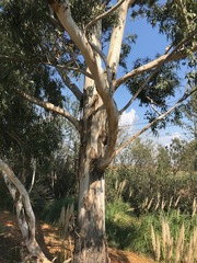 Eucalyptus grandis