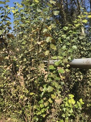 Populus × canescens