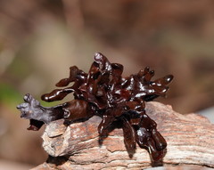 Phaeotremella fimbriata