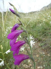 Gladiolus palustris