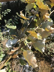 Populus × canescens