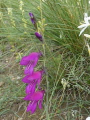 Gladiolus palustris