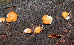 Trichoderma nothescens