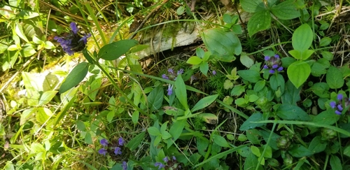 common selfheal