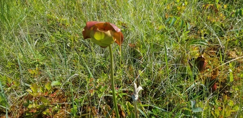 northern purple pitcher plant