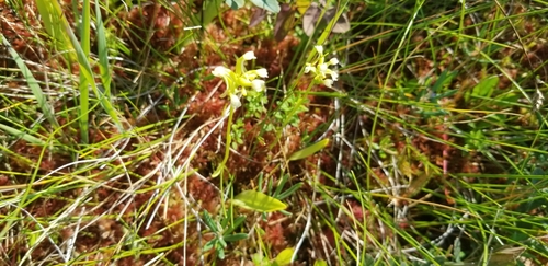 small green wood orchid