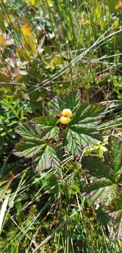 cloudberry