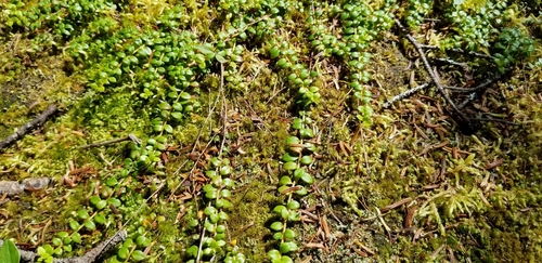 creeping snowberry