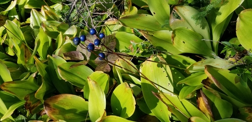 bluebead lily