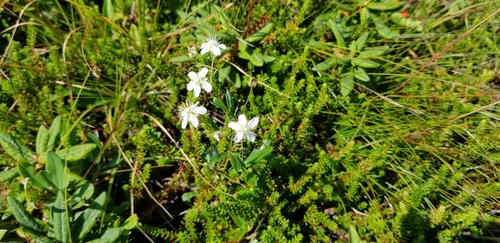 three-toothed cinquefoil