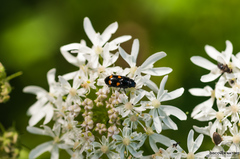 Glischrochilus hortensis