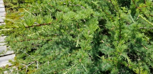tamarack