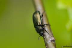 Platycerus caraboides