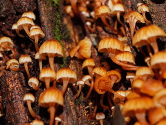 Xeromphalina leonina