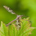 Giant Cranefly - Photo (c) discovernaturech, some rights reserved (CC BY-NC-ND), uploaded by discovernaturech