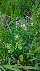 Glinus oppositifolius