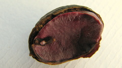 Thyrsodium spruceanum