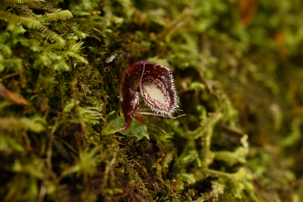 Corybas taiwanensis