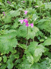 Primula matthioli
