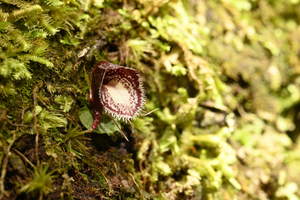 Corybas taiwanensis