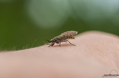 Haematopota pluvialis