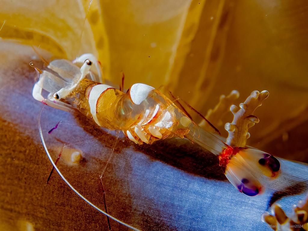 Magnificent Anemone Shrimp from Lembeh Strait, Indonesia on December 27 ...