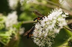 Phaenolobus terebrator