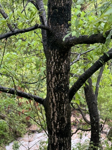 Quercus iltisii