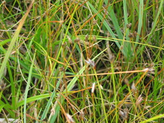 Eleocharis uniglumis