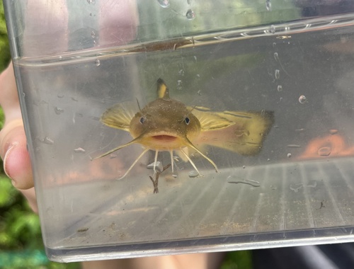 Margined madtom (Noturus insignis) — Ictaluridae — 4