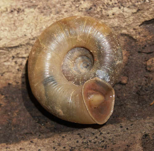Gray-foot Lancetooth Snail