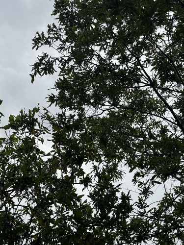 Quercus iltisii