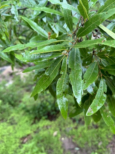 Quercus iltisii