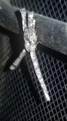 Phazaca interrupta
