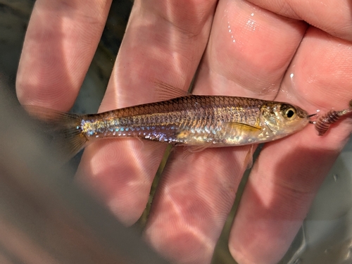 Mimic shiner (Notropis volucellus) — Cyprinidae — 3