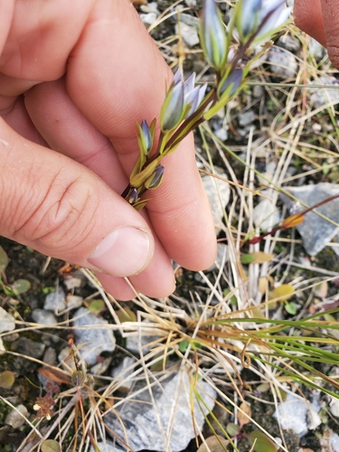 Marsh Felwort