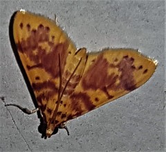 Conogethes haemactalis