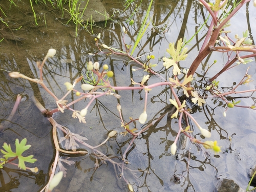 cursed crowfoot