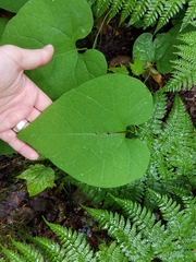 Aristolochia macrophylla