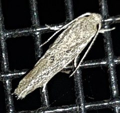 Praeacedes atomosella