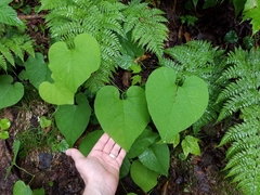 Aristolochia macrophylla