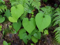 Aristolochia macrophylla