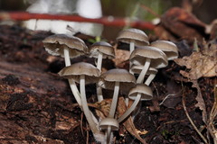 Mycena tuvara