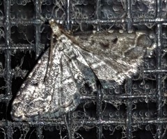 Sufetula hemiophthalma