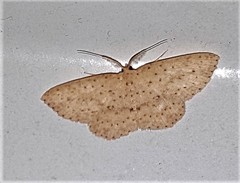 Cyclophora turneri