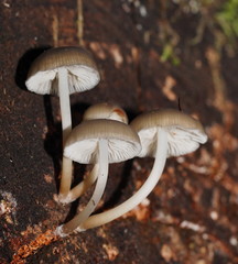 Mycena tuvara