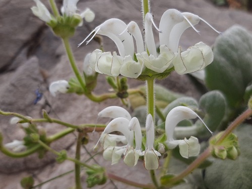 Salvia candidissima, photograph 4