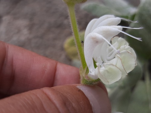 Salvia candidissima, photograph 5