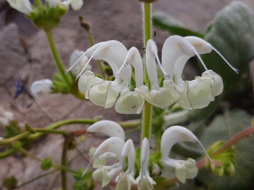 Salvia candidissima, photograph 3