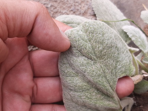 Salvia candidissima, photograph 6